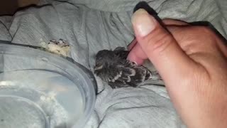Rescued baby Bluejay - 2