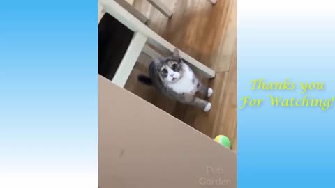 very funny and cute cat videos