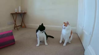 Cats play fighting