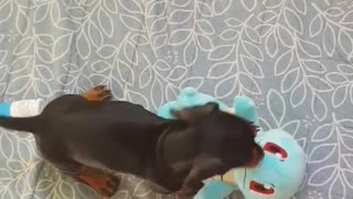 A dog plays with a toy doll of Pokemon