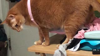 Curious Cat Gets Stuck In Bra