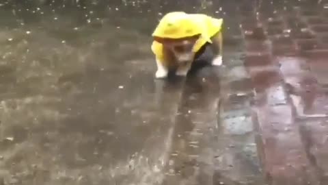 Puppie In Rain Suit
