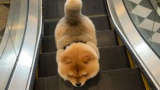 Pup adorably confused by broken escalator