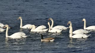 Swan on the lake is very beautiful
