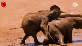 Elephant cute video