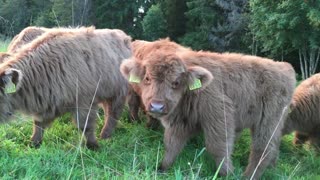 The Most Adorable Fluffy Calves Eating Grass