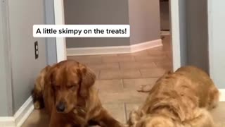 These two dog totally fail the toddler challenge