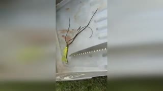 A strange creature crawl out of the body of the mantis