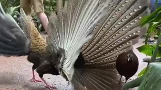 Peacock dance in garden 💥