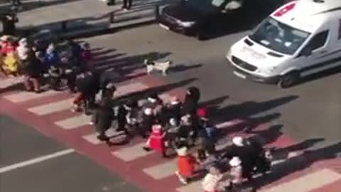 Dog helps people cross a zebra crossing