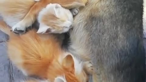 Kittens with mother dog