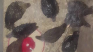 baby chicks in barn