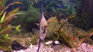 Our aquarium 2