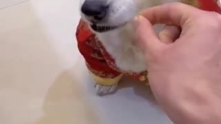 Dog gets angry when pranked by human.