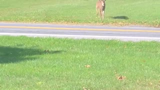 Deer Crossing Road Has a Close Call