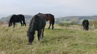 black horses eating grass.