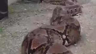 World biggest snake