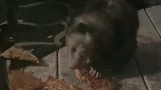 Pizza Loving Possum Enjoys Late Night Feast