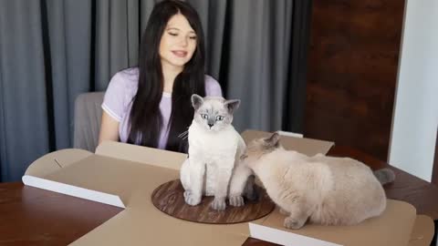Cat Reaction to Cake that is similar to cat amazing
