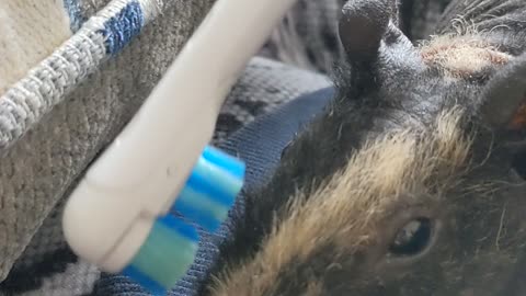 Hairless Guinea Pig Gets Her Own Vibrating Toothbrush! She Loves it!
