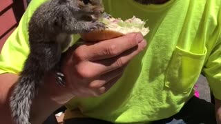 Squirrel Shares a Sandwich