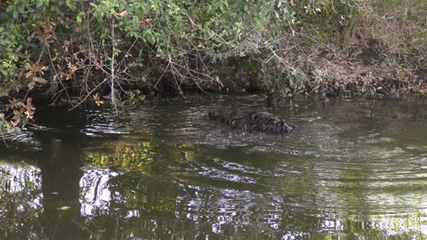 large alligator hits water with a loud splash in Florida canal