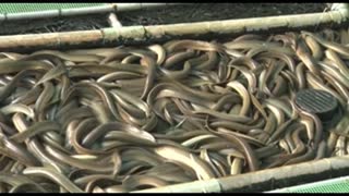 Growing Eels On The Ground