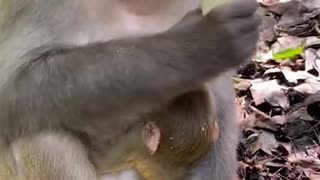 Monkey banana eating