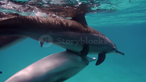 dolphins copulating underwater