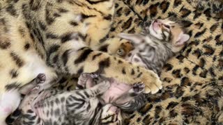 Cute Chubby Baby Bengal Kittens