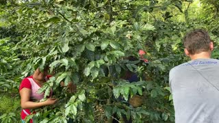 Picking Coffee in Guatemala