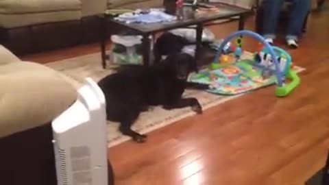 Obedient Dog Helps With Nappy Changing By Fetching Diapers