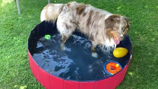 Awesome Dog Having A Blast With His Toys In The Water