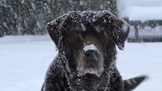 Funny dog play with snow