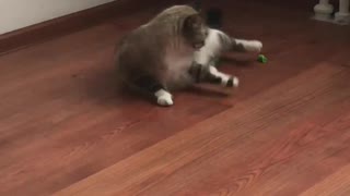 Cat Gets Tired Chasing Toy