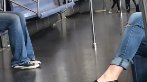 The coolest dog in the world has been spotted on a train in Queens
