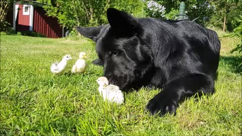 German Shepherd greets newborn turkey & duck chicks