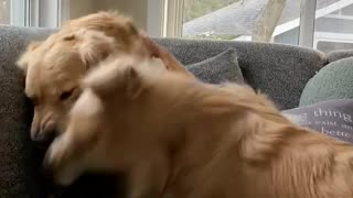 Rough housing with two golden retrievers