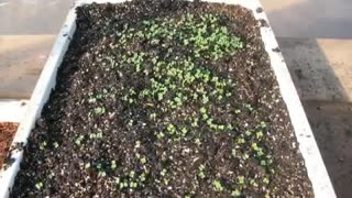 Backyard Greenhouses - First Seedlings