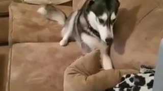 Husky Throws A Temper Tantrum