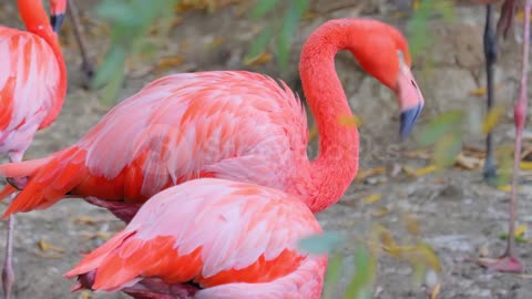 Flamingos birds