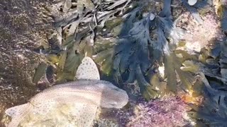 Instant Bond Formed While Saving a Stranded Fish