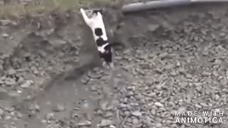 Animals Saving each others