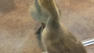 Goose Gets Snappy With Reflection
