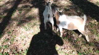 Running prancing goats