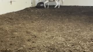 Horse Has an Absolute Blast With Giant Ball