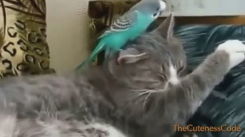 Compilation of Birds Playing with Cats