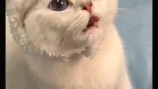 Cute funny Cat Video