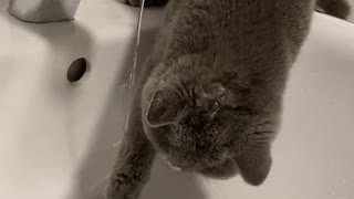 baby cat loves water and plays with it.