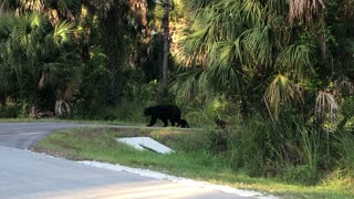 Cubs Follow Closely as Momma Bear Crosses Road